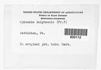 Dendrostoma leiphaemia image